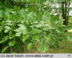 Fagus sylvatica ssp. orientalis