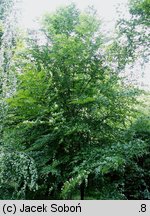 Fagus sylvatica ssp. orientalis