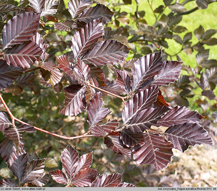 Fagus sylvatica s.str. Riversii
