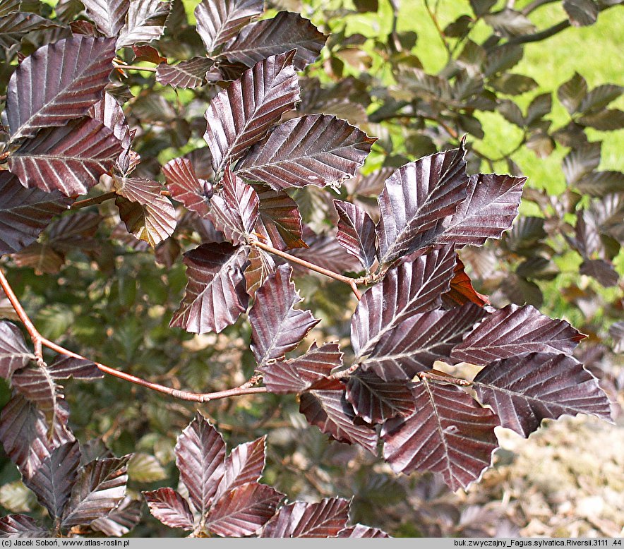 Fagus sylvatica Riversii