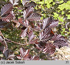 Fagus sylvatica Riversii