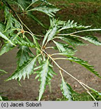 Fagus sylvatica