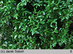 Buxus sinica (bukszpan koreański)