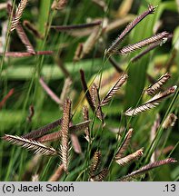 Bouteloua gracilis (butelua smukła)