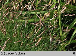 Bouteloua gracilis (butelua smukła)