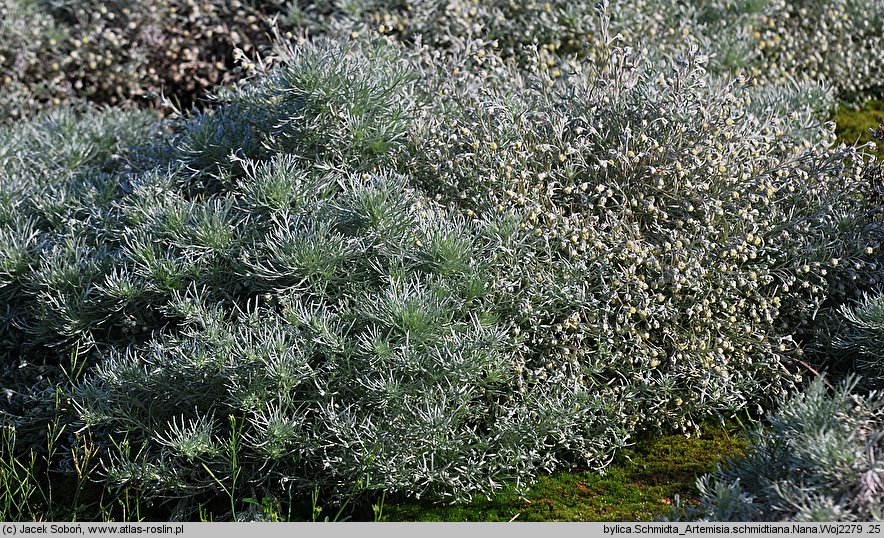 Artemisia schmidtiana (bylica Schmidta)