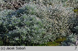 Artemisia schmidtiana (bylica Schmidta)