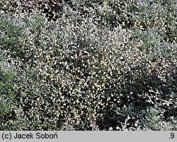 Artemisia schmidtiana (bylica Schmidta)