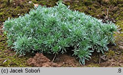 Artemisia schmidtiana (bylica Schmidta)