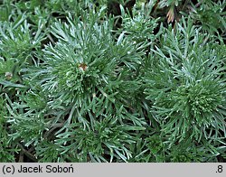 Artemisia schmidtiana (bylica Schmidta)