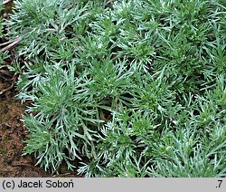 Artemisia schmidtiana (bylica Schmidta)