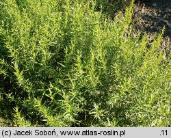 Artemisia dracunculus