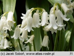 Hyacinthoides hispanica