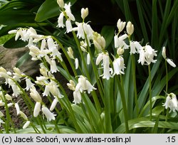 Hyacinthoides hispanica