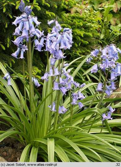 Hyacinthoides hispanica