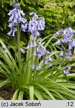 Hyacinthoides hispanica