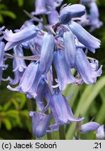 Hyacinthoides hispanica