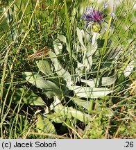 Centaurea triumfettii