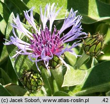 Centaurea triumfettii