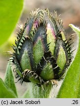 Centaurea montana