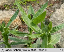 Centaurea montana