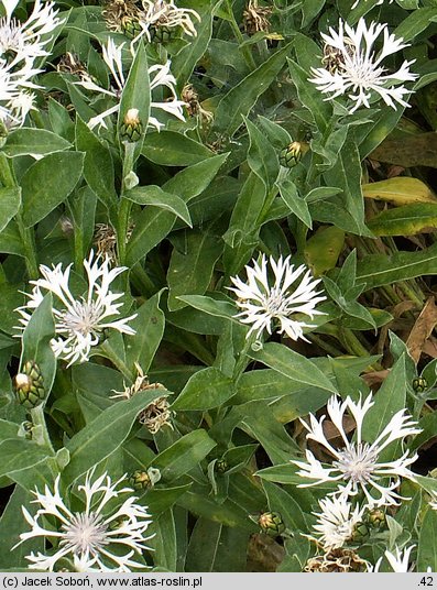 Centaurea montana