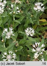 Centaurea montana