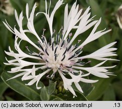 Centaurea montana