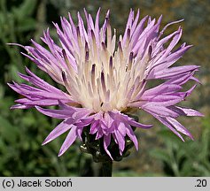 Centaurea bella (chaber nadobny)