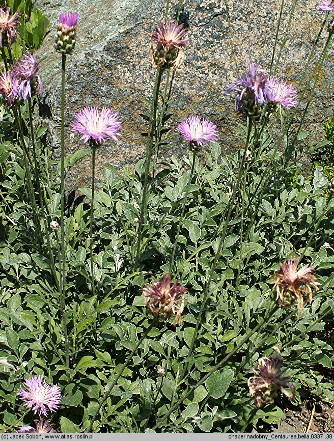 Centaurea bella (chaber nadobny)