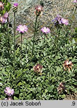 Centaurea bella (chaber nadobny)