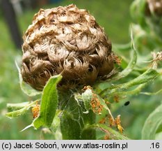 Centaurea macrocephala (chaber wielkogłówkowy)