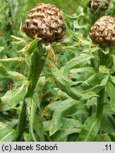 Centaurea macrocephala (chaber wielkogłówkowy)