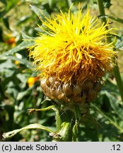 Centaurea macrocephala (chaber wielkogłówkowy)