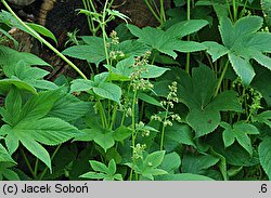 Humulus scandens (chmiel japoński)