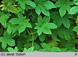 Humulus scandens (chmiel japoński)