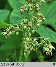 Humulus scandens (chmiel japoński)