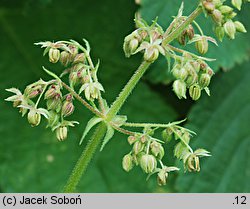 Humulus scandens (chmiel japoński)