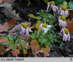 Arctanthemum arcticum (złocień arktyczny)