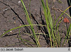 Cyperus esculentus (cibora jadalna)