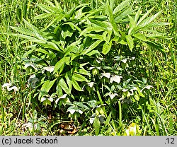 Helleborus purpurascens (ciemiernik czerwonawy)