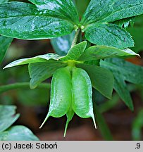 Helleborus purpurascens (ciemiernik czerwonawy)