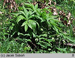 Helleborus purpurascens (ciemiernik czerwonawy)