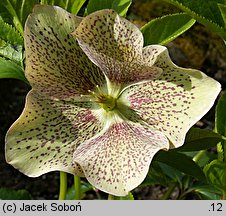 Helleborus (ciemiernik)