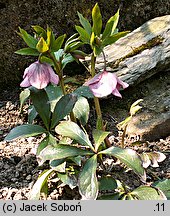 Helleborus (ciemiernik)