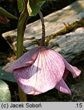 Helleborus (ciemiernik)