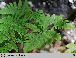 Gymnocarpium robertianum (cienistka Roberta)