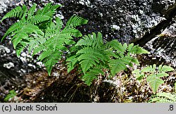 Gymnocarpium robertianum (cienistka Roberta)