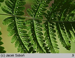 Gymnocarpium robertianum (cienistka Roberta)