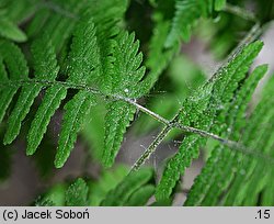 Gymnocarpium robertianum (cienistka Roberta)